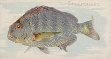 Sheepshead, from the Fish from American Waters series (N8) for Allen & Ginter Cigarettes B..., 1889. Creator: Allen & Ginter.