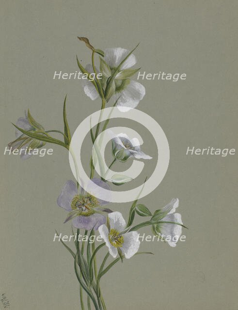 On the Road to Monument, 1881. Creator: Mary Vaux Walcott.