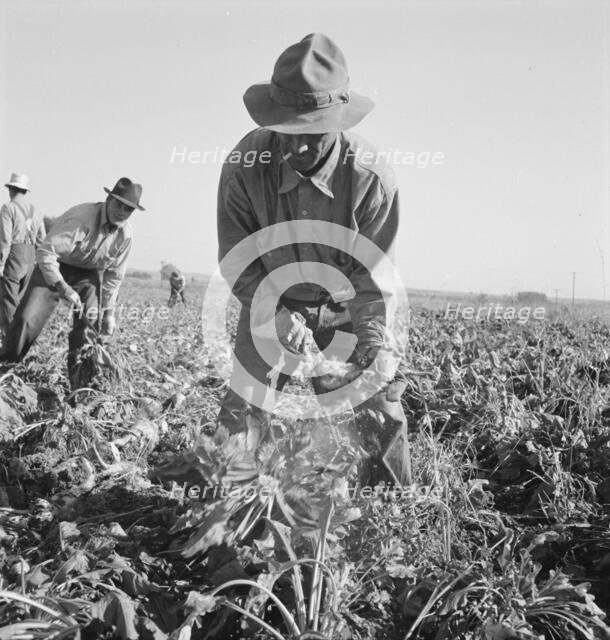 Topping sugar beets after lifter has loosened them. Near Ontario, Oregon, 1939. Creator: Dorothea Lange.