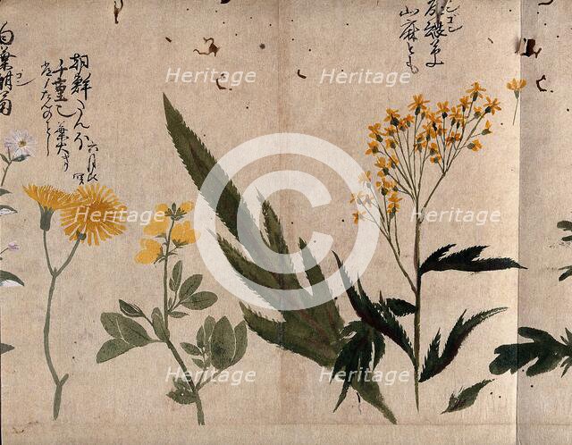 Three flowering plants, including coltsfoot (Tussilago farfara), common rue (Ruta..., 1870. Creator: Unknown.