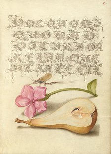 Mayfly, Red Campion, and Pear; Mira calligraphiae monumenta, 1561-1562; illumination added 1591-1596 Creator: Joris Hoefnagel.