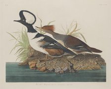 Hooded Merganser, 1834. Creator: Robert Havell.