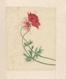 Two flowers, 1714-1760.  Creator: Michiel van Huysum.