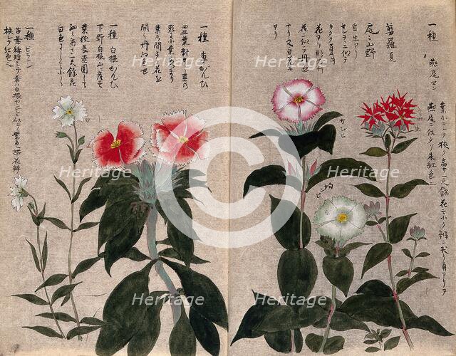 Five plants, possibly pinks (Dianthus species): flowering stems. Creator: Unknown.