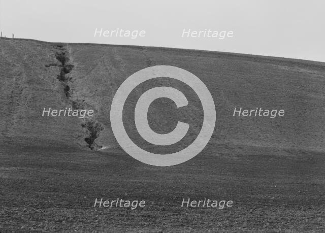 Erosion from the pea fields, near Santa Maria, California, 1939. Creator: Dorothea Lange.