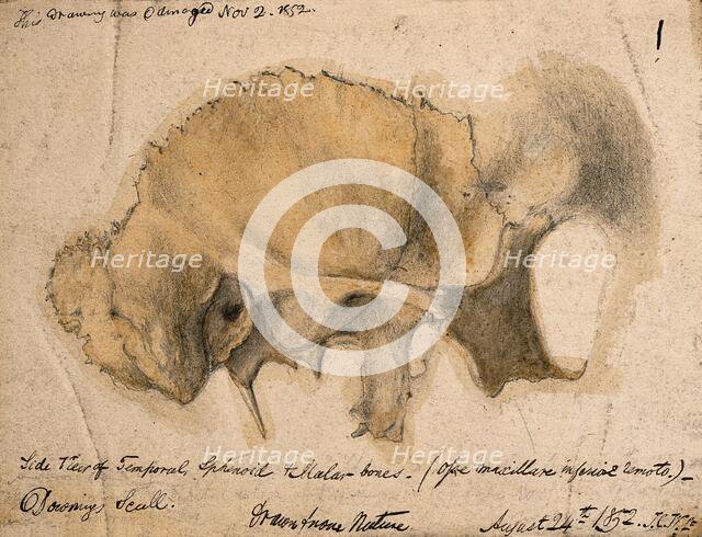 Bones of the cheek: side view of the temporal, schenoid and malar bones, 1852/08/24. Creator: J.C. Whishaw.