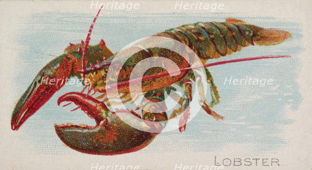 Lobster, from the Fish from American Waters series (N8) for Allen & Ginter Cigarettes Brands, 1889. Creator: Allen & Ginter.
