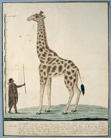 Giraffa camelopardalis (Giraffe), 1779. Creator: Robert Jacob Gordon.