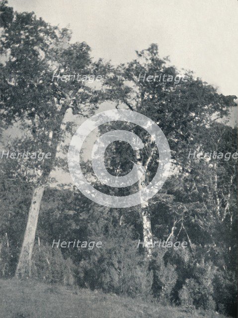 'A Forest of Antarctic Beech at Temuco', 1911. Artist: Unknown.