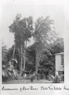 Cardamon and Clove trees, Grenada, Bell Vue Estate, 1897. Artist: Unknown