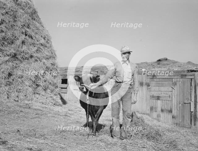 Mr. Botner with bull which he owns..., Nyssa Heights, Malheur County, Oregon, 1939. Creator: Dorothea Lange.