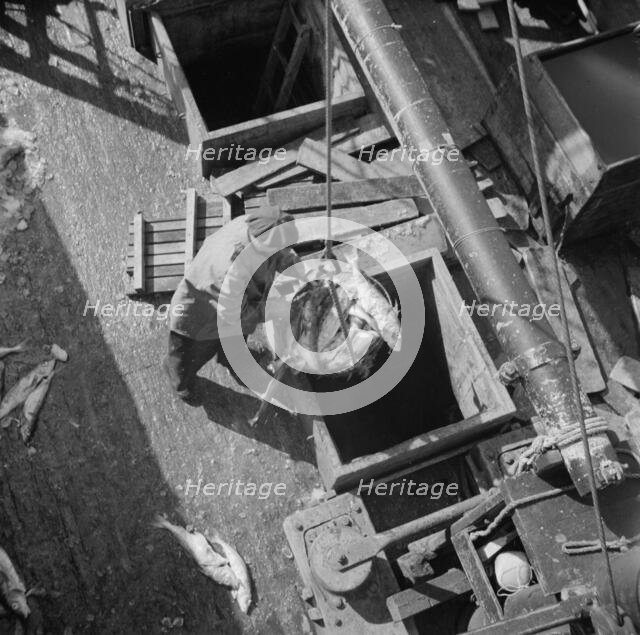 Unloading fish from the hold of a New England fishing boat at the Fulton market, New York, 1943. Creator: Gordon Parks.