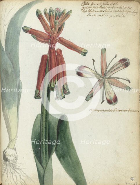 Cape flower, (Lachenalia pendula), 1786. Creator: Jan Brandes.