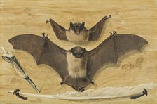 Trompe l'oeil: Two bats nailed to a timber wall, knife and quill pen ("The Bat Painting"), 1738. Creator: Gabriel Orm.