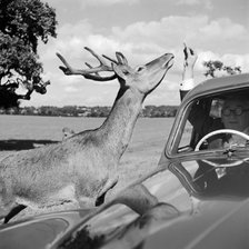 Deer in Richmond Park, Greater London, 1962-1964. Artist: John Gay