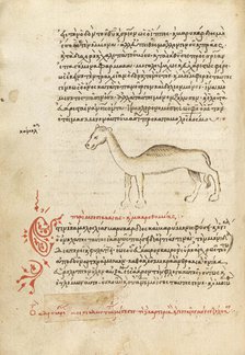 A Camel, 1510-1520. Creator: Unknown.