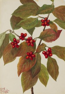 Flowering Dogwood (Cornus florida), 1926. Creator: Mary Vaux Walcott.