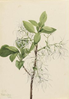 Fringe Tree (Chionanthus virginica), 1922. Creator: Mary Vaux Walcott.