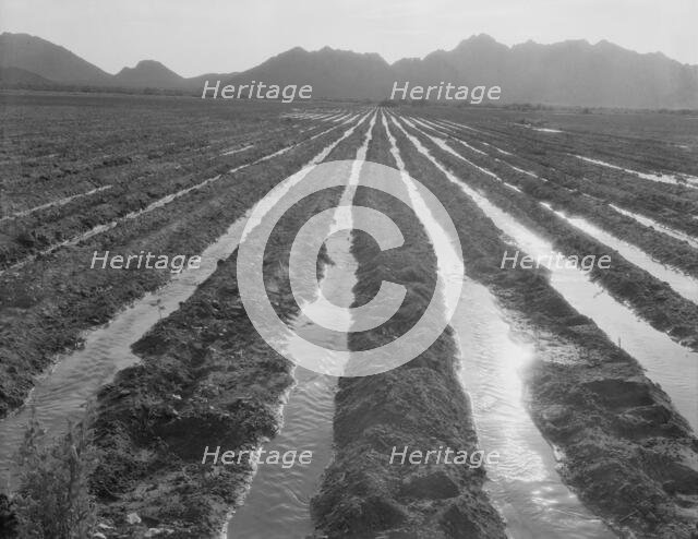 Irrigated field of cotton seventy miles from Phoenix, Arizona, 1937. Creator: Dorothea Lange.