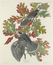 Canada Jay, 1831. Creator: Robert Havell.