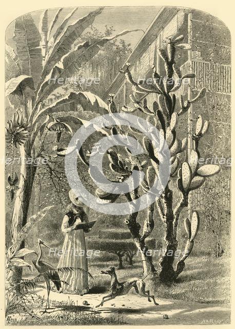 'A Garden in Florida', 1872.  Creator: John J. Harley.