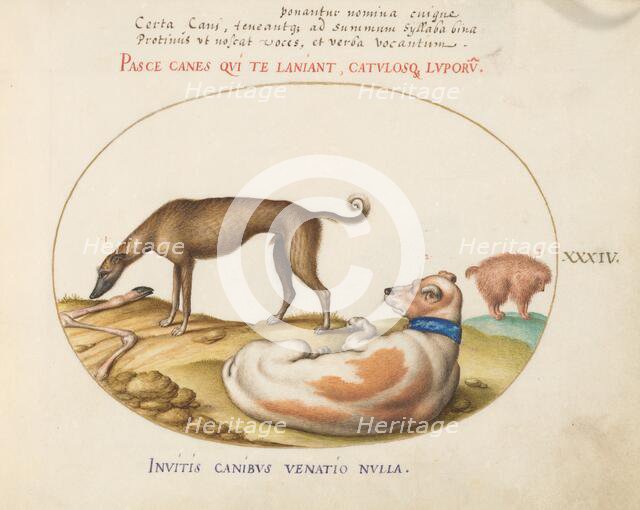 Animalia Qvadrvpedia et Reptilia (Terra): Plate XXXIV, c. 1575/1580. Creator: Joris Hoefnagel.