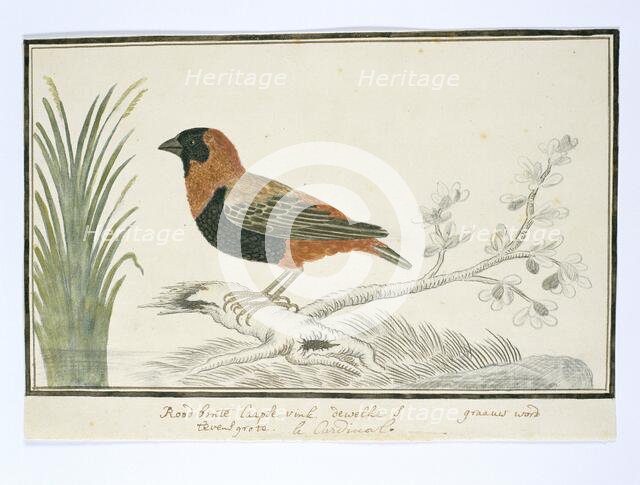 Euplectes orix (Southern red bishop), 1777-1786. Creator: Robert Jacob Gordon.