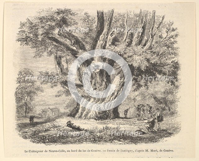 Le Châtaignier de Neuve-Celle, au bord du lac de Genève, after Daubigny, 1835-78. Creator: Unknown.