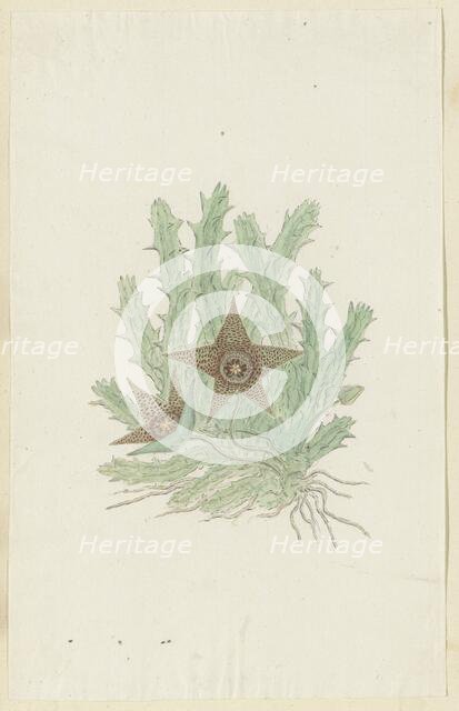 Orbea verrucosa (Masson) Haw. (Hirsute Stapelia), 1777-1786. Creator: Robert Jacob Gordon.
