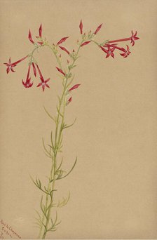 Untitled--Flower Study, 1883. Creator: Mary Vaux Walcott.