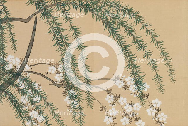 Weiden- und Kirschzweige (Yanagizakura). From the series "A World of Things (Momoyogusa)", 1909-1910 Creator: Sekka, Kamisaka (1866-1942).