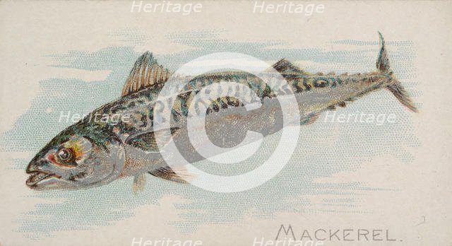 Mackerel, from the Fish from American Waters series (N8) for Allen & Ginter Cigarettes Bra..., 1889. Creator: Allen & Ginter.