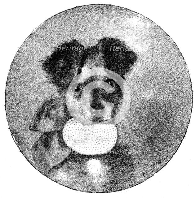 The Lady’s Pet, 1890. Creator: Unknown.