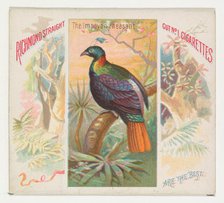The Impeyan Pheasant, from Birds of the Tropics series (N38) for Allen & Ginter Cigarettes..., 1889. Creator: Allen & Ginter.