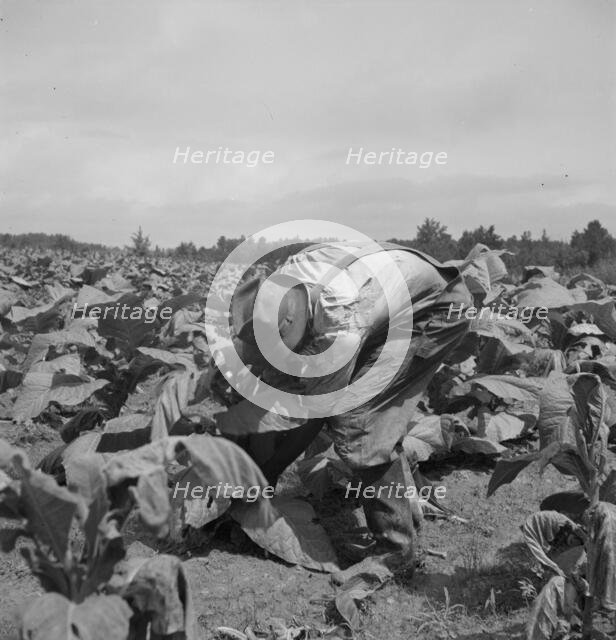 Possibly: Negro tenants topping and suckering tobacco plants, Granville County, North Carolina, 1939 Creator: Dorothea Lange.