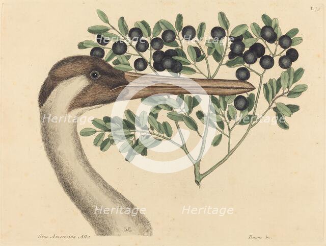 The Hooping Crane (Ardea Americana), published 1731-1743. Creator: Mark Catesby.