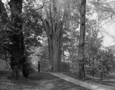 Old tree in Bartram's Park [Bartram's Gardens], Philadelphia, Pa., c1908. Creator: Unknown.