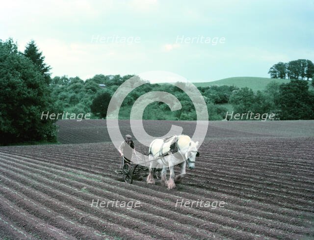 Harrowing on a farm in Worcestershire, c1955-1970. Creator: Arthur Charles Kirby Ware.