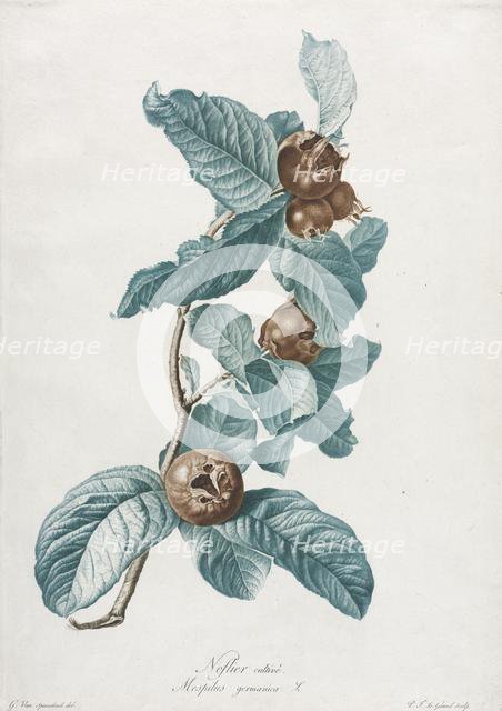 Cultivated Medlar (Mespilus germanica), c. 1800. Creator: Gerard van Spaendonck (Dutch, 1746-1822).