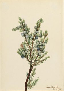 Mountain Juniper (Juniperus sibirica), 1917. Creator: Mary Vaux Walcott.