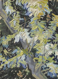 Acacia in Flowers. Creator: Vincent van Gogh.