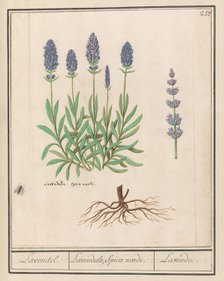 Lavender (Lavandula), 1596-1610. Creators: Anselmus de Boodt, Elias Verhulst.