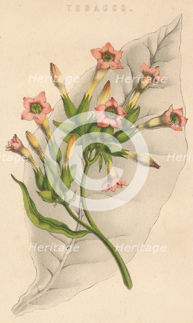 'Tobacco', c19th century. Artist: Unknown.