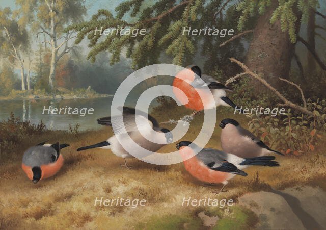 Bullfinches, 1887. Creator: Ferdinand von Wright.