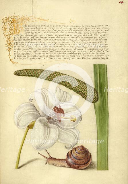 Madonna Lily, Terrestrial Mollusk, and Sweet Flag, 1561-1562; illumination added 1591-1596. Creator: Joris Hoefnagel.