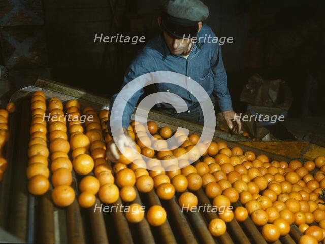 Co-op orange packing plant, Redlands, Calif. , 1943. Creator: Jack Delano.