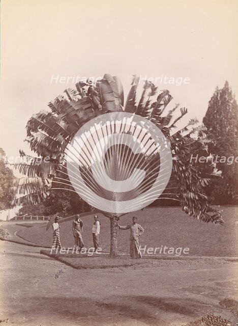 Fan Palm, Singapore, 1860s-70s. Creator: Unknown.