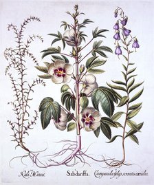 Jamaica Sorrel, Bellflower and Prickly Saltwort, from 'Hortus Eystettensis', by Basil Besler (1561-1