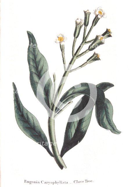 Eugenia caryophyllata - clove tree, 1823. Artist: Unknown
