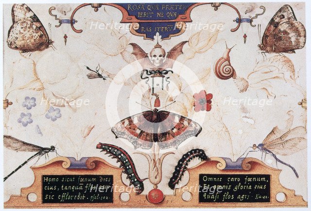 Diptych with flowers and insects, 1591.  Artist: Joris Hoefnagel